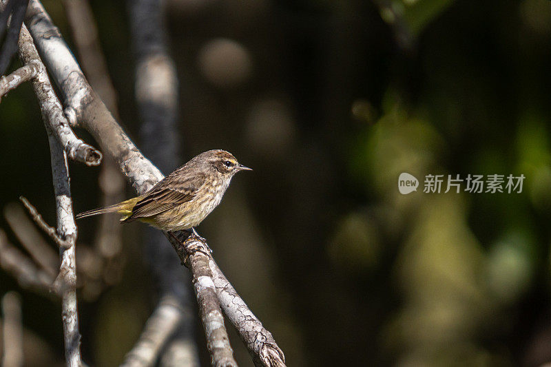 棕榈莺，(Setophaga palmarum)， Reinita Palmera, Paruline couronne。rousse。